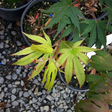 Acer palmatum 'Nicholsonii' Green Japanese Maple